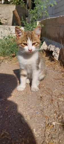 Yavru Sokak Kedisi 2 fotoğraf