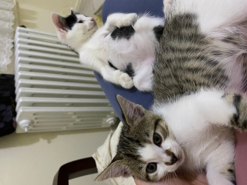 Yuva bulamazsa sokaga gidecek kucakta durmayı çok seven bir kedi fotoğraf