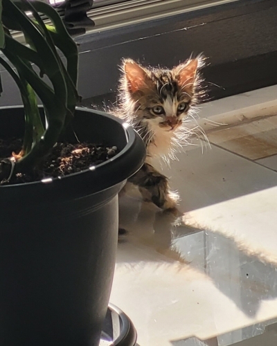 Minnoşa yuva arıyoruz🤍 fotoğraf