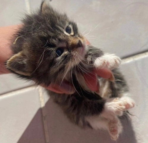 Bebeklere acil yuva fotoğraf