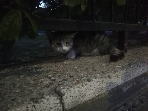 pamuk gibi tüylü uysal sevgi dolu fotoğraf