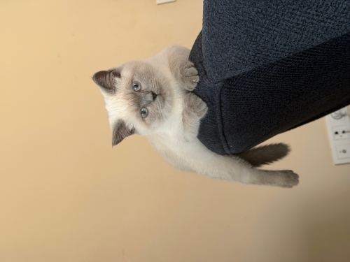 Kızımız Bubu ya ömürlük yuva arıyoruz fotoğraf