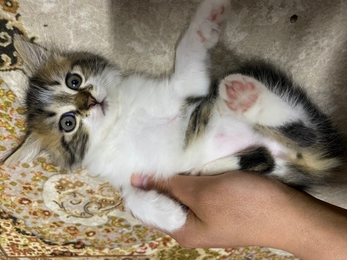 Sevimli tatlı bir kedi fotoğraf