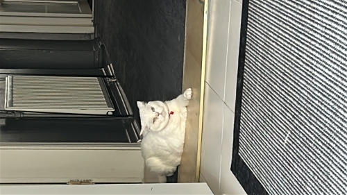Tam bir sevgi pıtırcığı fotoğraf