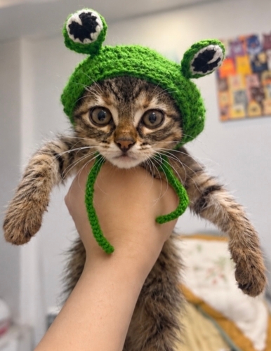 Henüz 1,5 aylık küçücük bir kız çocuğu Bambi… 🐾 fotoğraf
