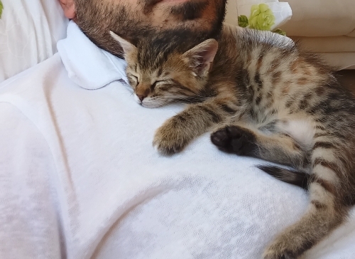 Oyuncu enerjik ve sevecen kedimize kalici bir ev arıyoruz fotoğraf