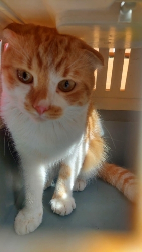 Melez, kısır erkek kediye yuva fotoğraf