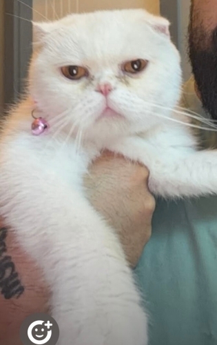 Ömürlük sewilceği yuwa arıyor fotoğraf