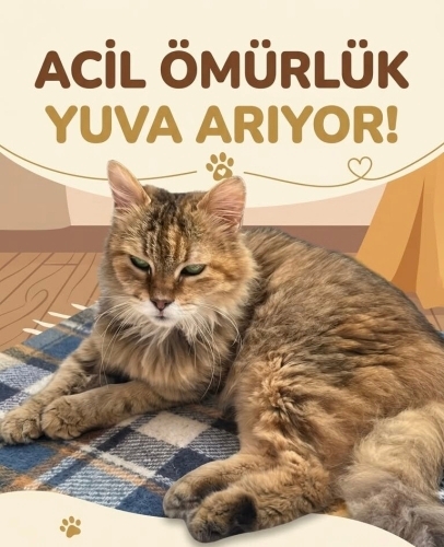 KUTUSUYLA SOKAĞA TERK EDİLDİ, ŞİMDİ ÖMÜRLÜK YUVASINI ARIYOR! fotoğraf