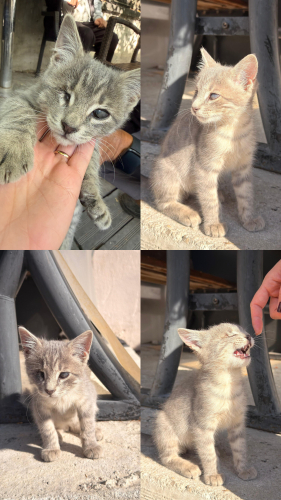 Sokakda Yaşama Şansı Yok Görme Engelli fotoğraf