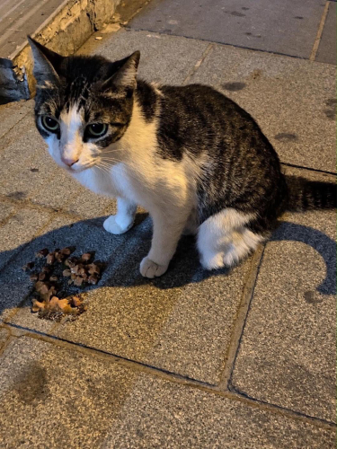 3 Bacaklı Dişi Kediye Acil Ömürlük Yuva! fotoğraf
