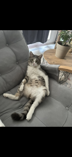 Arthur’a Yuva Arıyoruz 🐾 fotoğraf