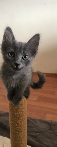 Gecici yuvada son günleri fotoğraf
