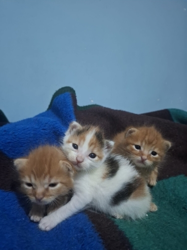 Tarçın Simba Lattee fotoğraf
