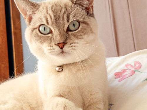 1.5 yaşında / erkek / kısır / british shorthair fotoğraf