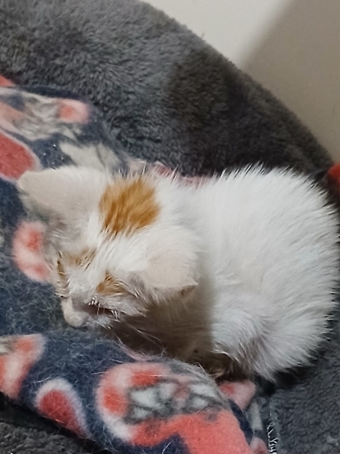 Acil yuva bebek göremiyor yardıma muhtaç fotoğraf