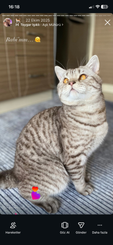 Ciddi alerji sebebi ile çocuğumu sahipledirmek zorundayım fotoğraf