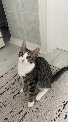 Merkür kalıcı yeni kuvasını arıyor💕 fotoğraf