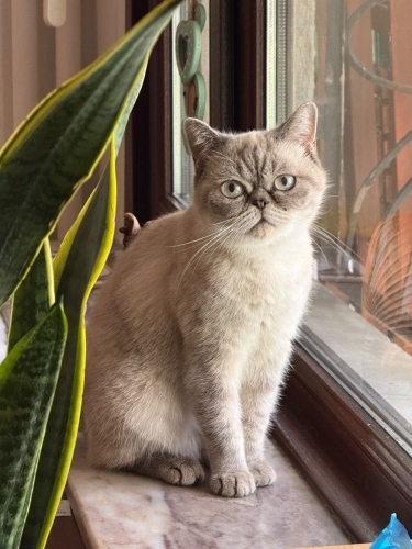 Çok uysal, ikinci kedi olmaya uygun Exotic Shorthair fotoğraf