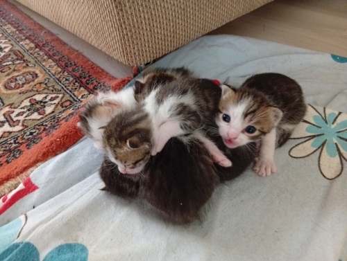 4 adet yavru kedi fotoğraf
