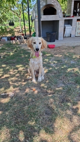 Zeki hareketli oyuncu bir köpek fotoğraf