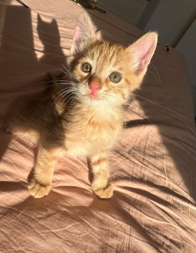 1,5 aylık erkek yavruya acil yuva fotoğraf