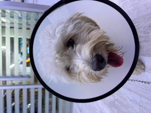 Ücretsiz Sahiplendirme Maltipoo fotoğraf