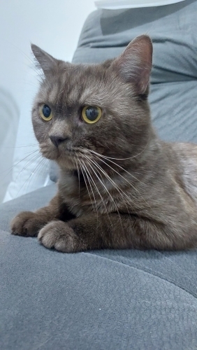 Kahverengi Cinnamon British Shorthair fotoğraf