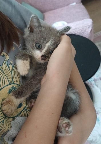 Minik Duman Yuva Arıyor fotoğraf