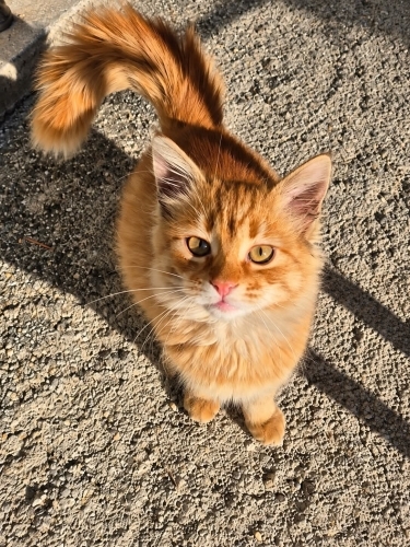 PAFİ YUVASINI ARIYOR fotoğraf