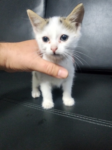Güzel kıza yuva arıyoruz fotoğraf