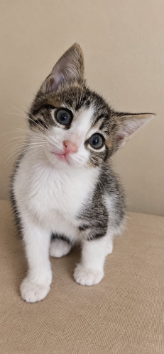 🤍DİŞİ BEBEK YUVASINI ARIYOR 🐾 fotoğraf