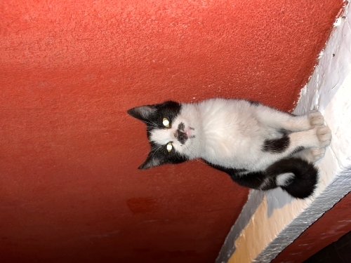 siyah kedi acil yuva fotoğraf