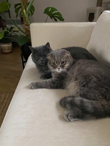 British Shorthair / Scotish fotoğraf