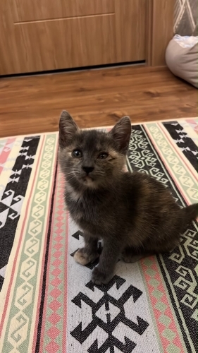 Çok sevecen bi kedi comolokkonun yuvası olur musunuz fotoğraf