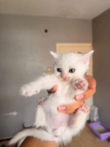 Melez yavru acil yuva (gebze) fotoğraf