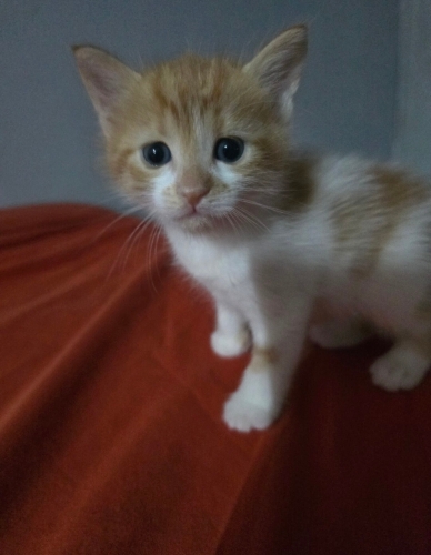 Minik Köfte Sevgi Dolu Ailesini Arıyor fotoğraf