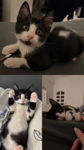 Henüz 1.5 Aylık, Sadece 650 Gram. Bu Uslu Bebeğe Aile Arıyoruz fotoğraf