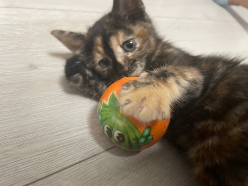 Sevgi dolu Bebek Yavru kedi arabamızdan çıktı fotoğraf
