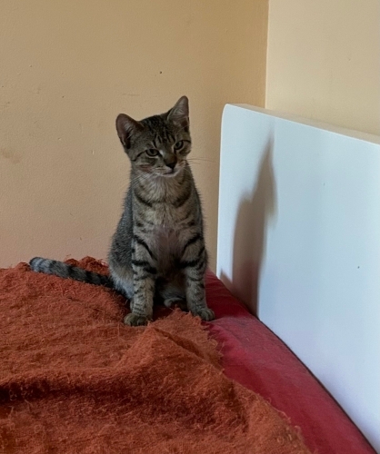 British shorthair annenin yavruları fotoğraf