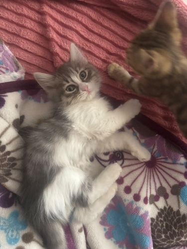 Bir cana yuva, bir kalbe mutluluk olun! Satın almak değil, bir canı sevmek fotoğraf
