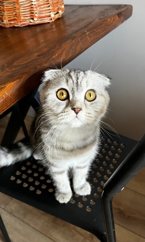 Ömürlük Yuva Aranıyor fotoğraf