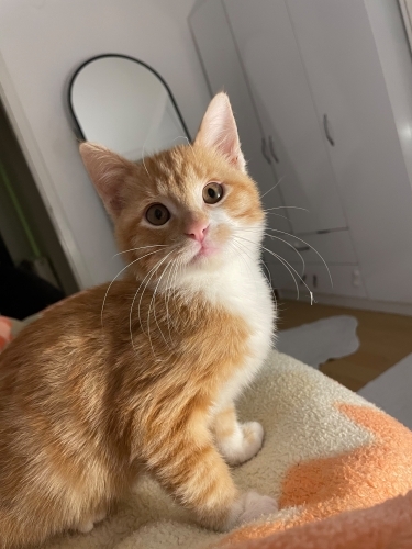 Yakışıklı ve kimsesiz bebi için ACİL YUVA fotoğraf