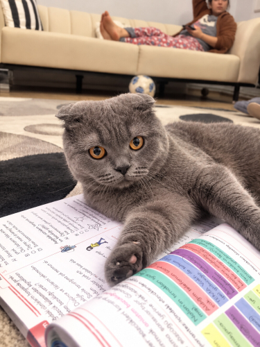 Ücretsiz sahiplenme Scottish kedi fotoğraf
