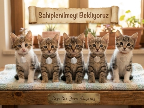 Yavru kardeşlere yuva arıyoruz fotoğraf
