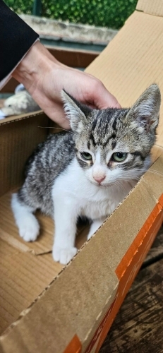 Yavru tekir kedi fotoğraf