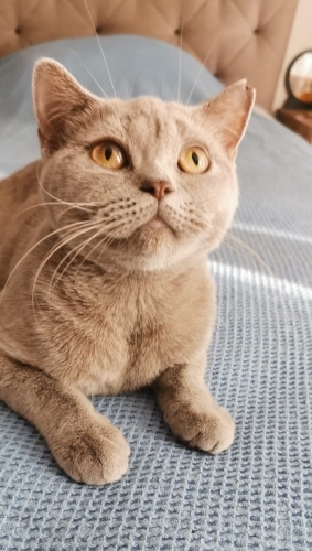 Çok tatlı bir kız acil yuva arıyor fotoğraf