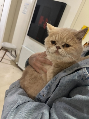Sahibi tarafından terkedilmiş yeni dostunu arıyor fotoğraf