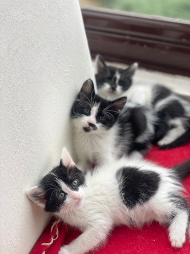 Üç kardeş yaşamayı seçti🐾 fotoğraf