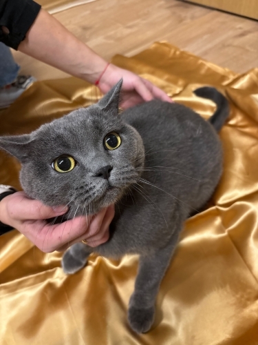 Suzan yeni yuvasını arıyor fotoğraf